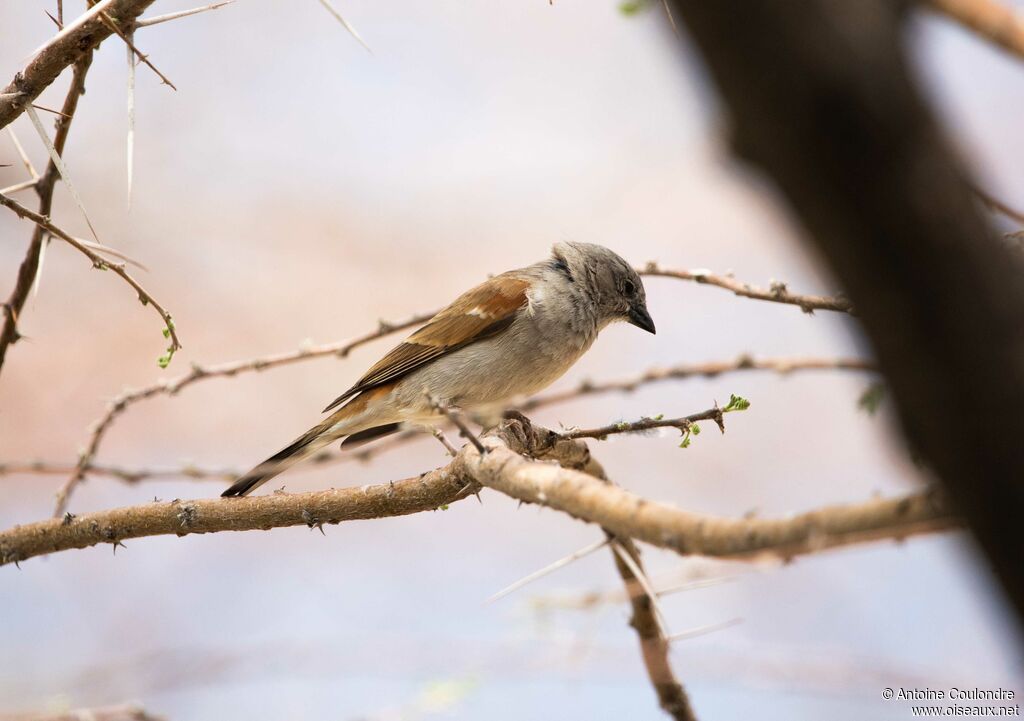 Southern Grey-headed Sparrowadult