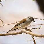 Moineau sud-africain