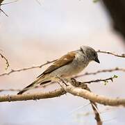 Southern Grey-headed Sparrow