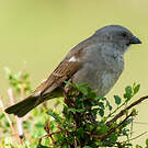 Moineau swahili
