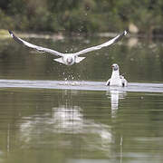 Grey-headed Gull