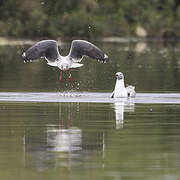 Grey-headed Gull