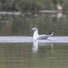 Mouette à tête grise