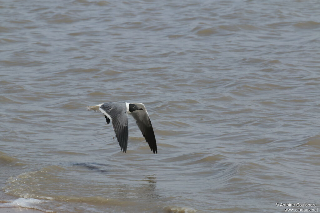 Laughing Gulladult breeding, Flight