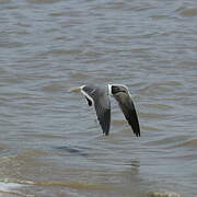 Laughing Gull
