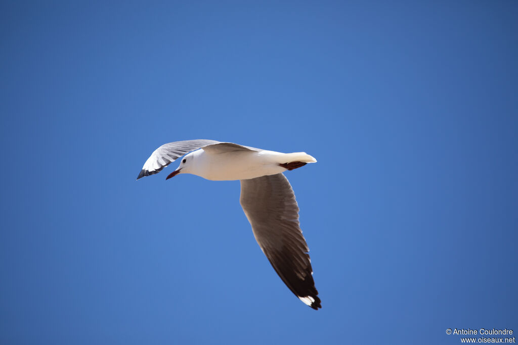 Hartlaub's Gulladult, Flight