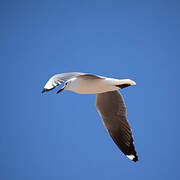 Hartlaub's Gull