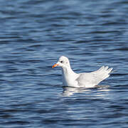 Mouette mélanocéphale