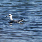 Mouette mélanocéphale