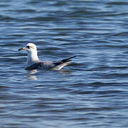 Mouette mélanocéphale