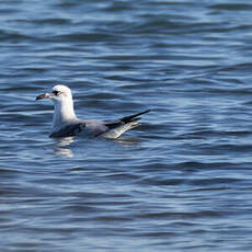 Mouette mélanocéphale