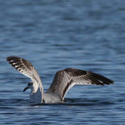 Mouette mélanocéphale