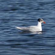 Mouette mélanocéphale