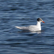 Mouette mélanocéphale