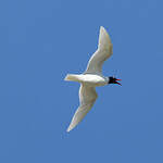 Mouette mélanocéphale