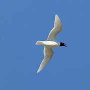 Mouette mélanocéphale