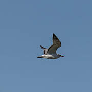 Mouette mélanocéphale