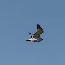 Mouette mélanocéphale