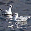 Mouette mélanocéphale