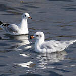 Mouette mélanocéphale