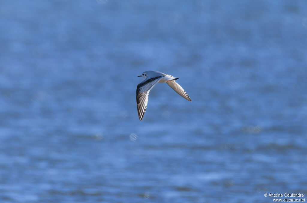 Mouette pygmée1ère année