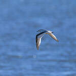 Mouette pygmée