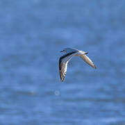 Mouette pygmée