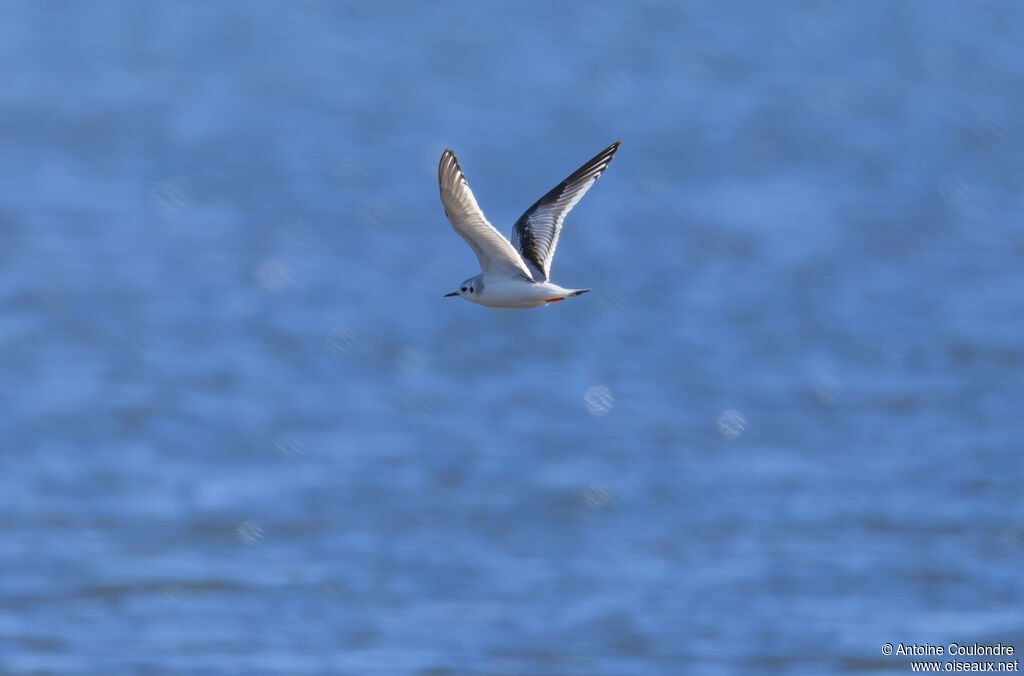 Mouette pygmée1ère année