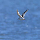 Mouette pygmée