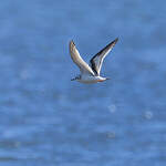 Mouette pygmée