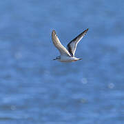Mouette pygmée