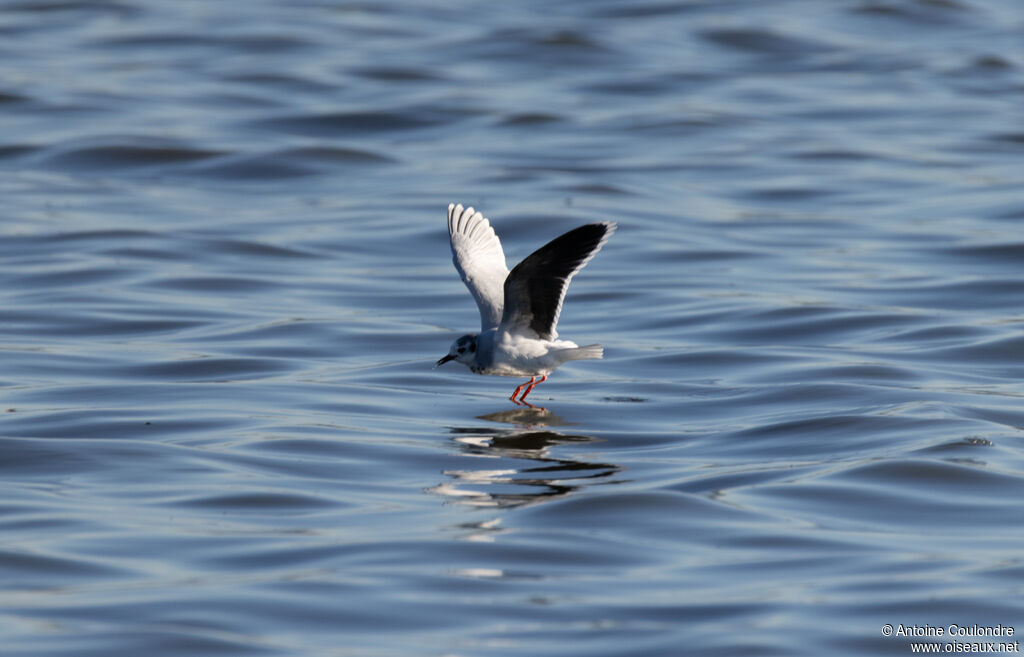 Mouette pygméeadulte internuptial