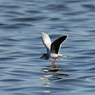 Mouette pygmée