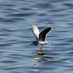 Mouette pygmée