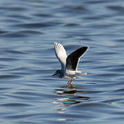 Mouette pygmée