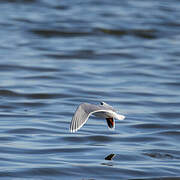 Mouette pygmée