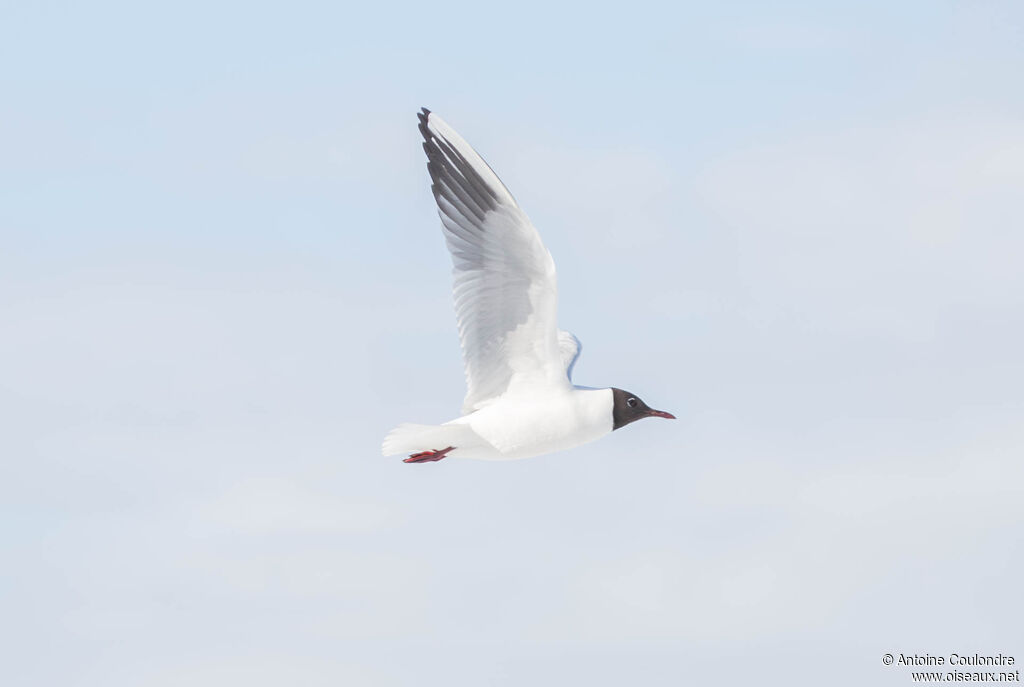 Mouette rieuseadulte nuptial