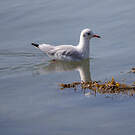 Mouette rieuse
