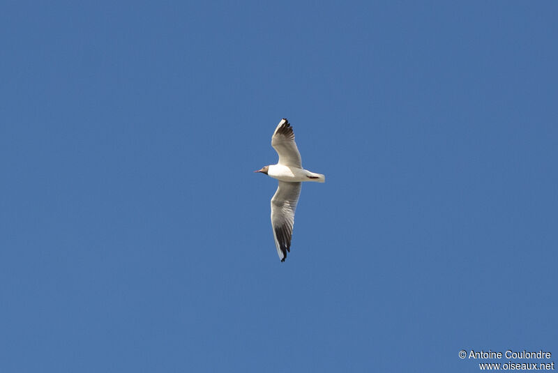 Mouette rieuseadulte nuptial, Vol