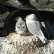 Mouette tridactyle