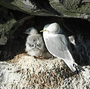Mouette tridactyle