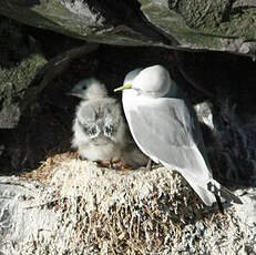Mouette tridactyle
