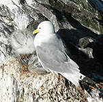 Mouette tridactyle