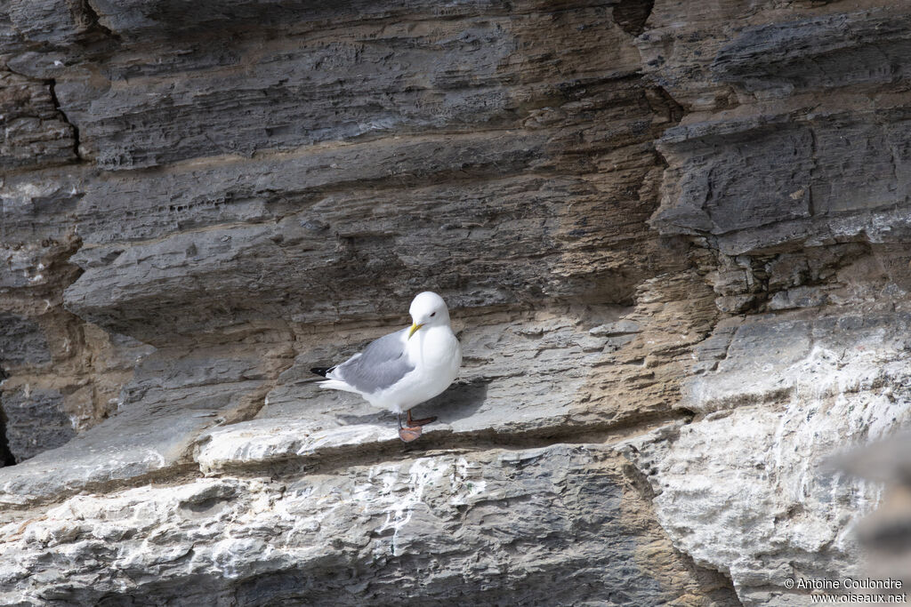 Mouette tridactyle