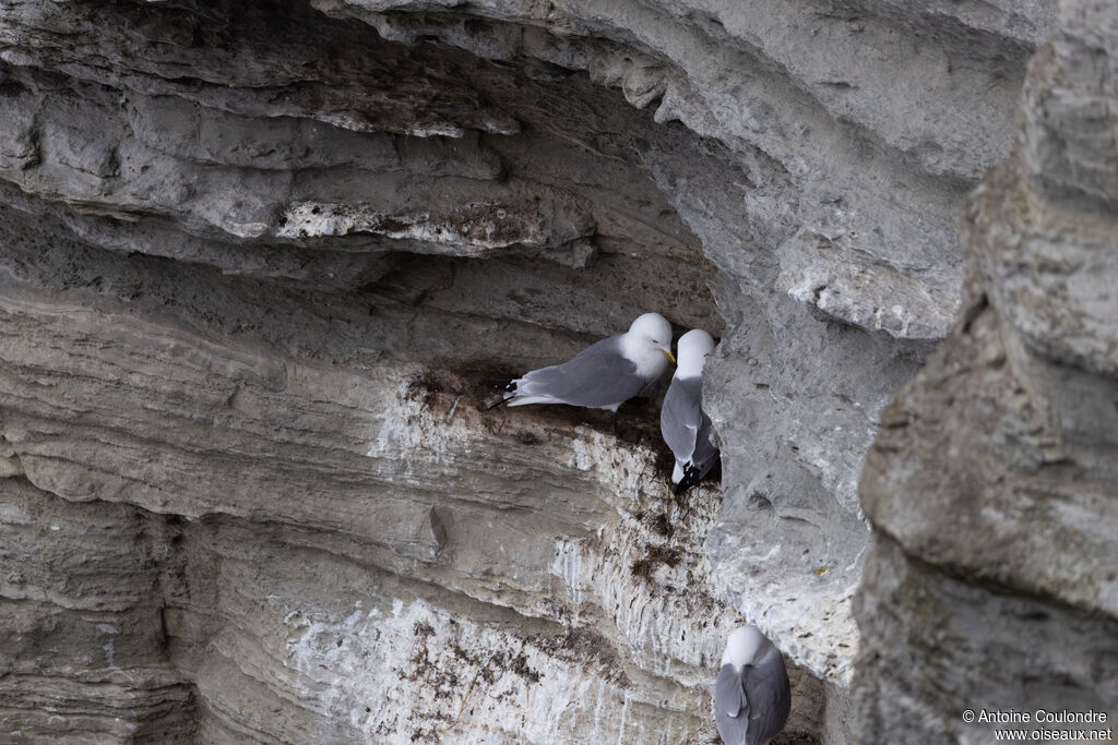 Mouette tridactyle