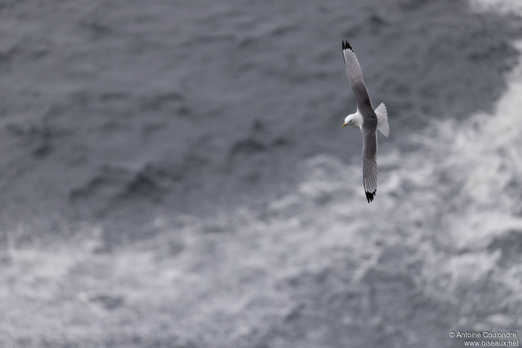 Mouette tridactyle