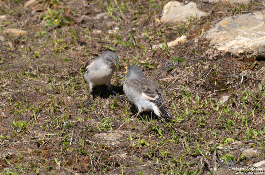 Niverolle alpine, mange