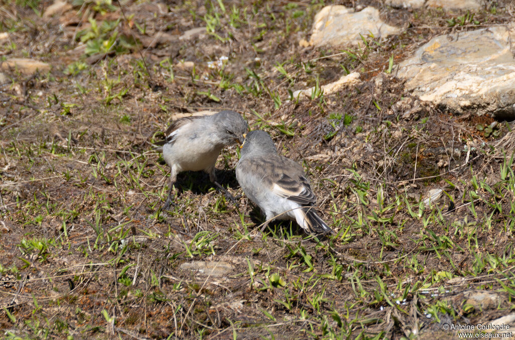 Niverolle alpine, mange