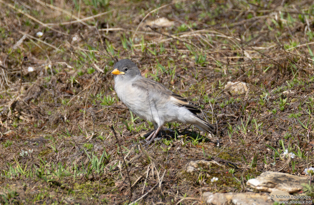 Niverolle alpinejuvénile
