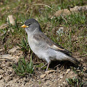 Niverolle alpine